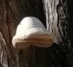 IMG_20191025_193311~4